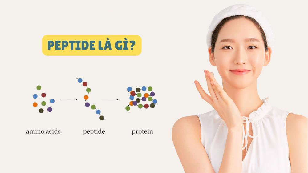 Peptide là gì